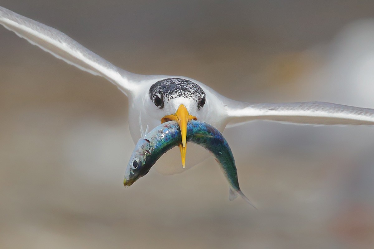 A Fishy Present Bremer Bay, WA, with a lot of activity on the rocks this male Crested Tern was trying to impress the females, flying around me several times with its fish, looking for a mate willing to accept his precious gift. Camera: Canon EOS-1D X; Lens: Canon EF 500mm f/4L IS II USM + Canon Extender EF 1.4X I; Shutter speed: 1/4000; F-stop: 9; ISO: 1250; Handheld (Georgina)