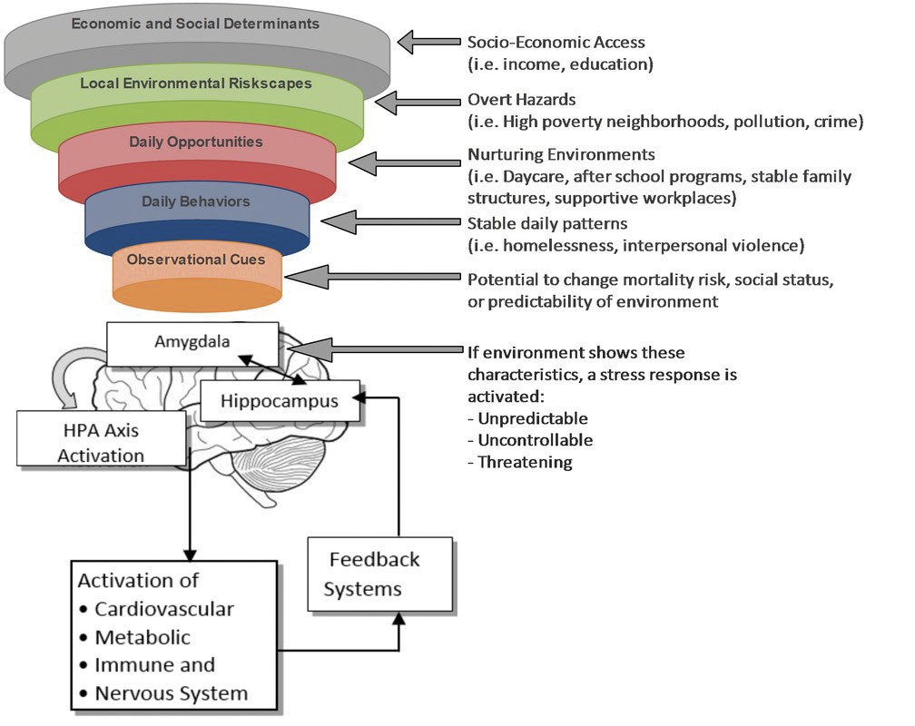 Social determinants of health