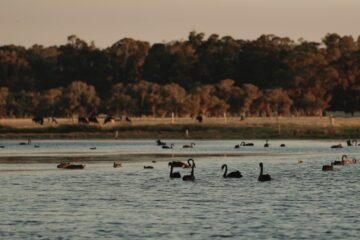 Waterbirds, including swans on a waterway, with bushland in the background.