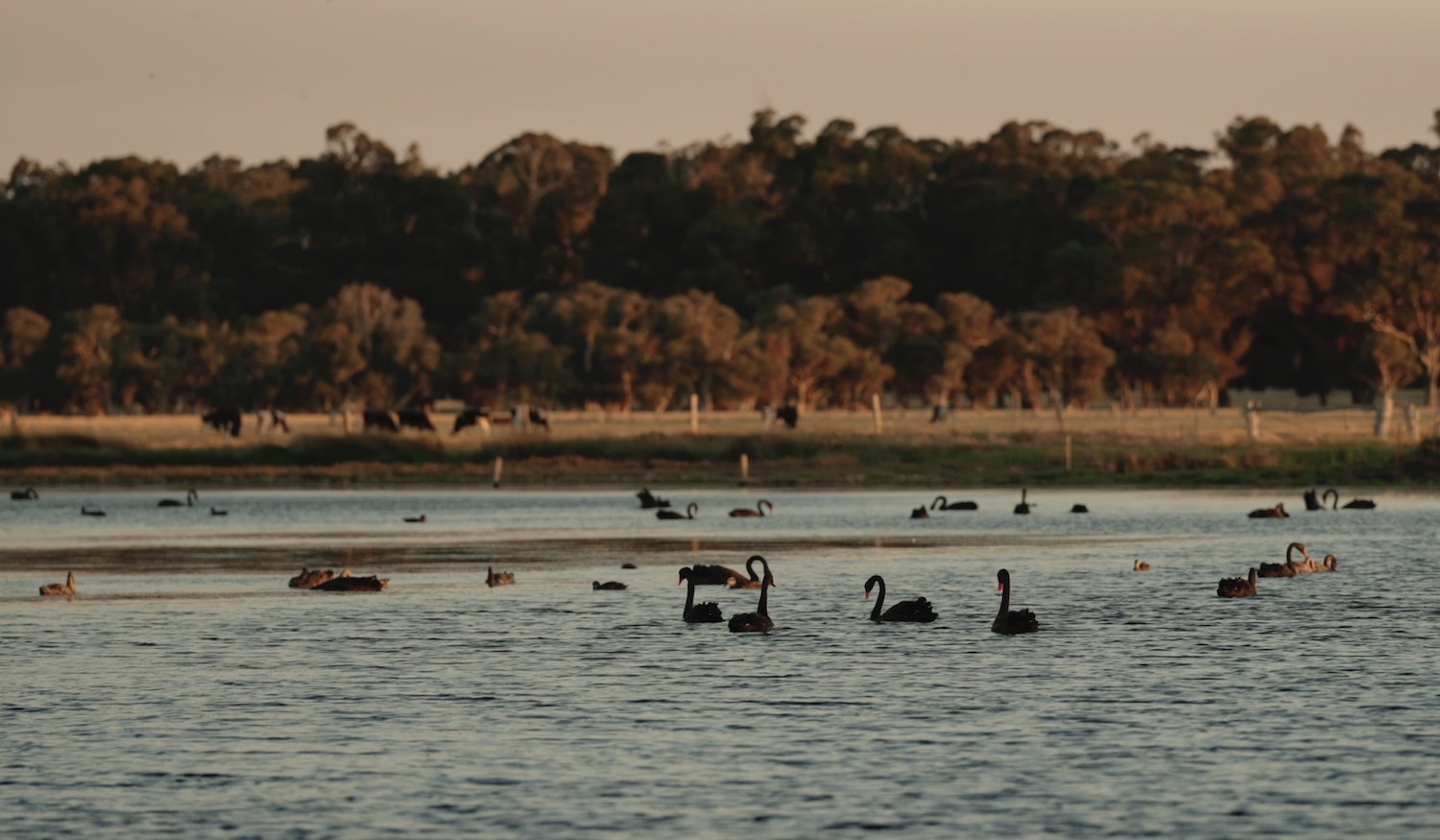 Waterbirds, including swans on a waterway, with bushland in the background.